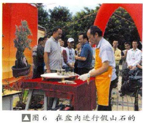 在盆内进行假山石的盆景布局