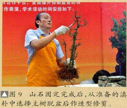 图解 云南盆友图解水旱盆景的制作过程