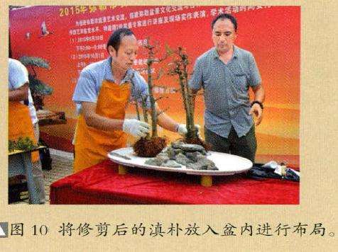 将修剪后的滇朴放入盆内进行盆景布局