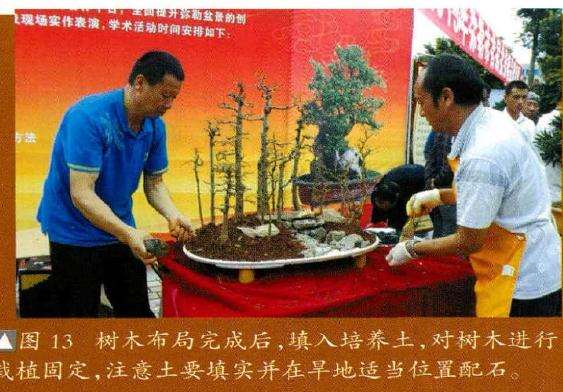 盆景树木布局完成后