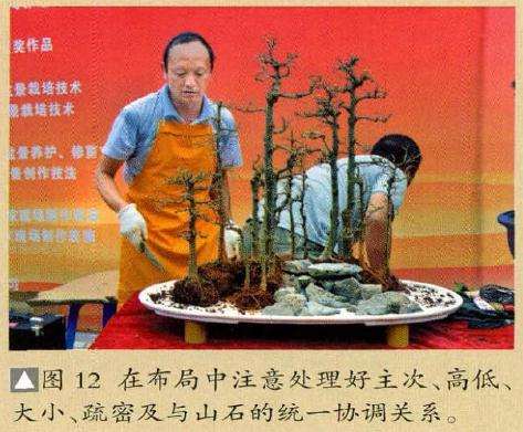 图解 云南盆友图解水旱盆景的制作过程