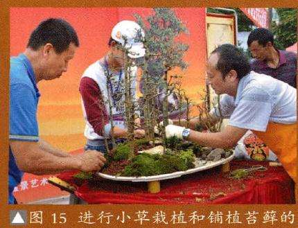 丛林盆景的色彩