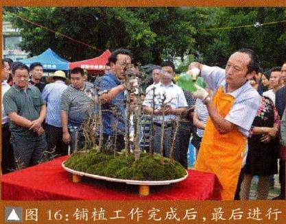 盆景铺植工作完成后