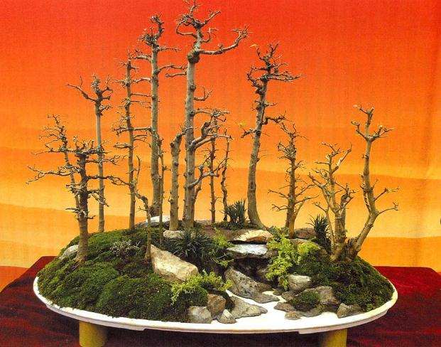 图解 云南盆友图解水旱盆景的制作过程