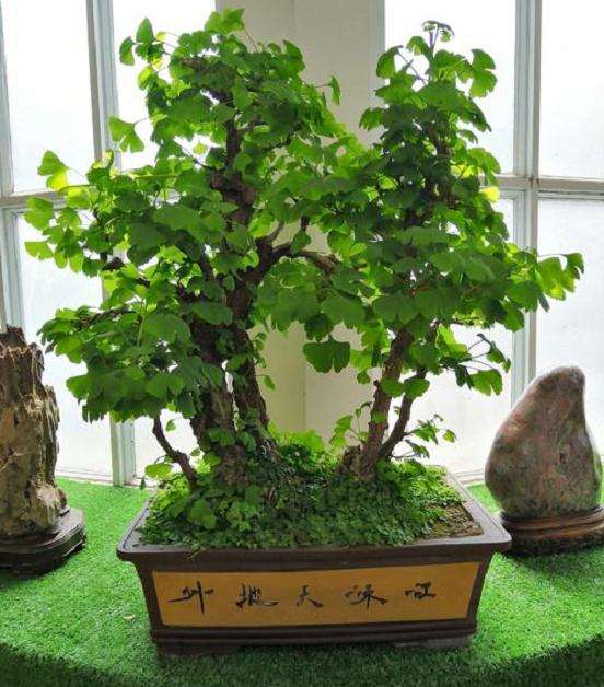 盆景银杏怎么浇水施肥