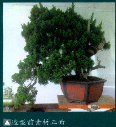 图解 如何制作舍利干真柏的7个过程