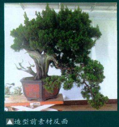 图解 如何制作舍利干真柏的7个过程