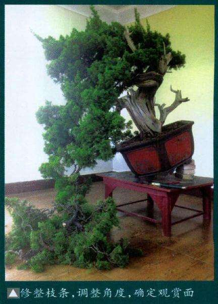 图解 如何制作舍利干真柏的7个过程