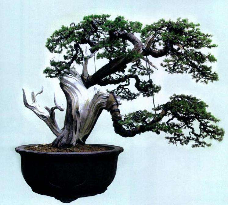 图解 如何制作舍利干真柏的7个过程