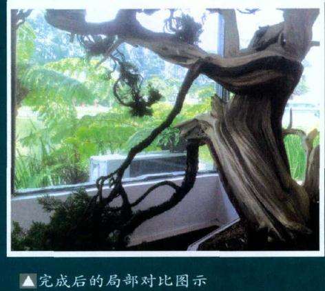 图解 如何制作舍利干真柏的7个过程