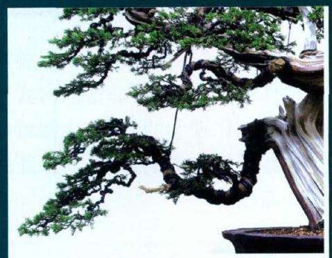 图解 如何制作舍利干真柏的7个过程