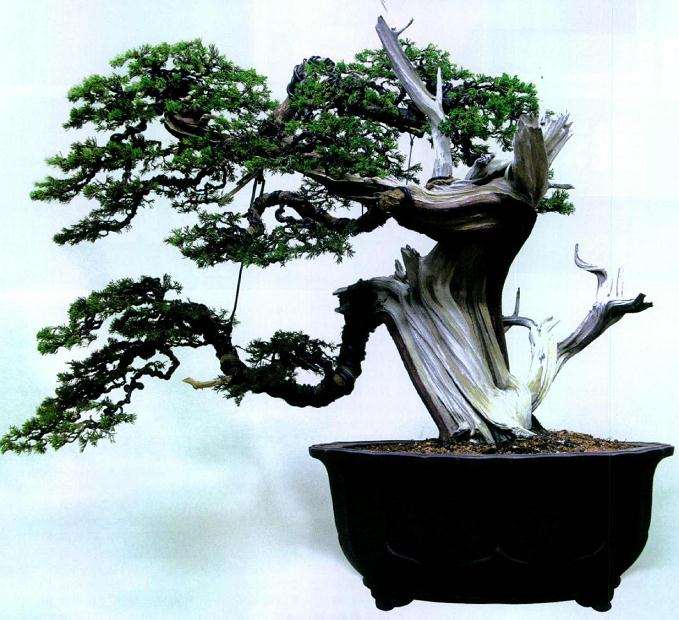 图解 如何制作舍利干真柏的7个过程