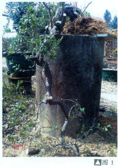 图1是卓建成先生新购进的二手山橘树桩