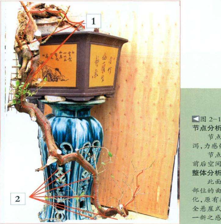 盆景根部入盆裸露