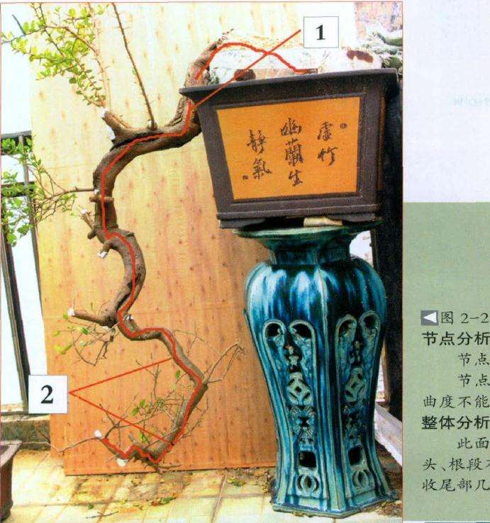 盆景干身头段被盆分割