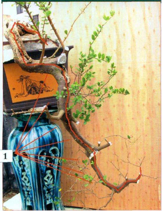 图解 如何给盆景选定最好的主观赏面