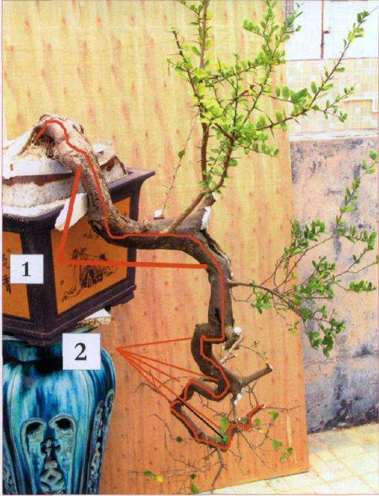 盆景能尽显干身的曲度变化