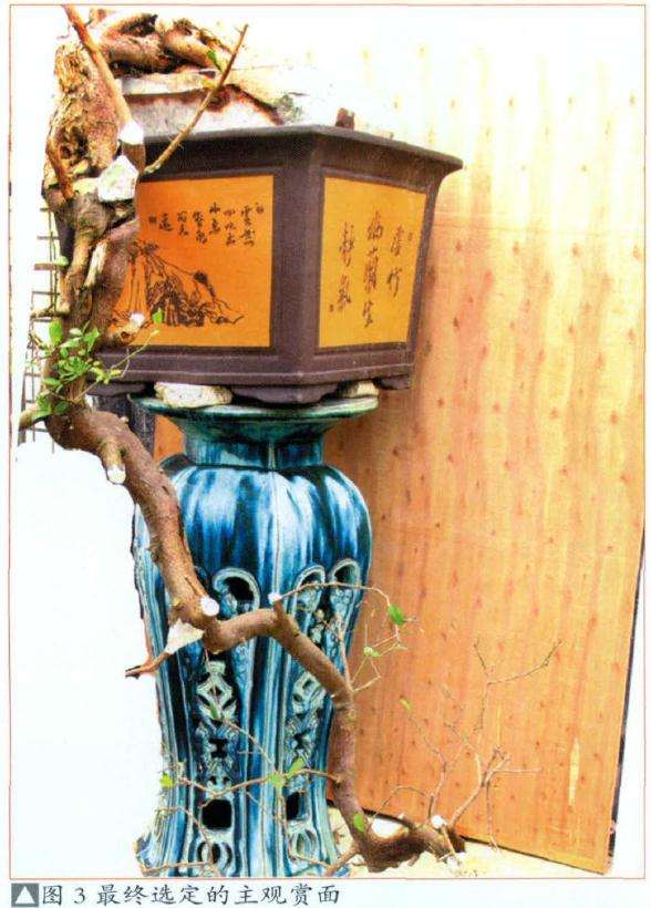 盆景成型起着关键的作用