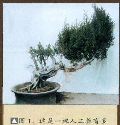 图解 如何制作刺柏盆景舍利干的方法