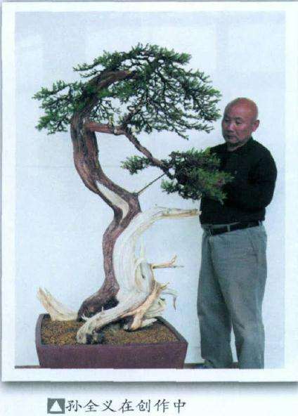 图解 如何制作刺柏盆景舍利干的方法