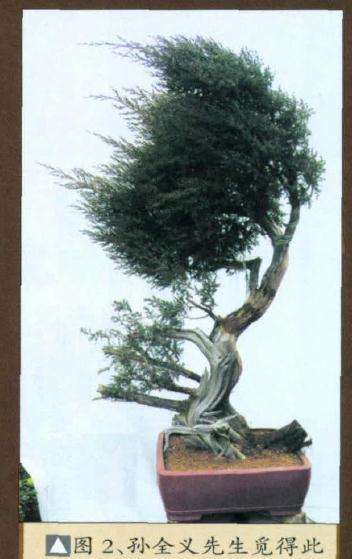 图解 如何制作刺柏盆景舍利干的方法