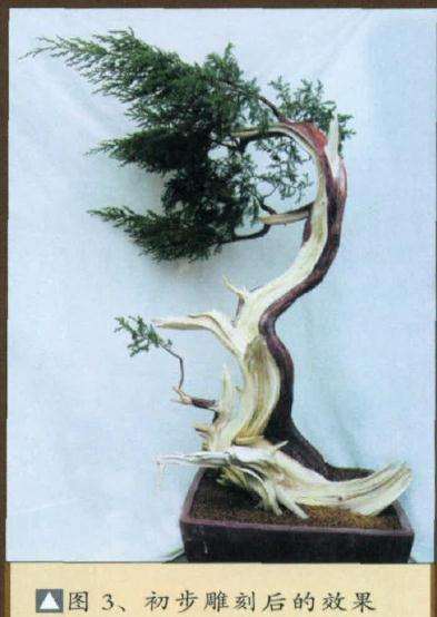 图解 如何制作刺柏盆景舍利干的方法