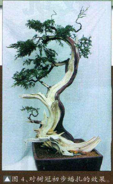 图解 如何制作刺柏盆景舍利干的方法