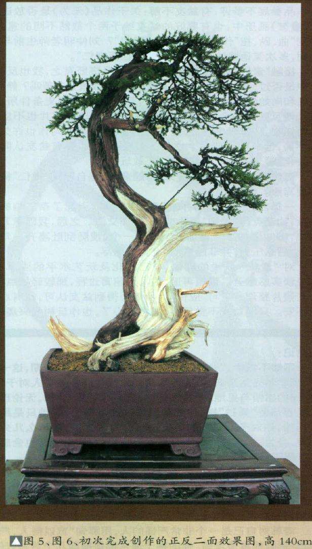 图解 如何制作刺柏盆景舍利干的方法