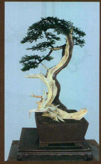 图解 如何制作刺柏盆景舍利干的方法