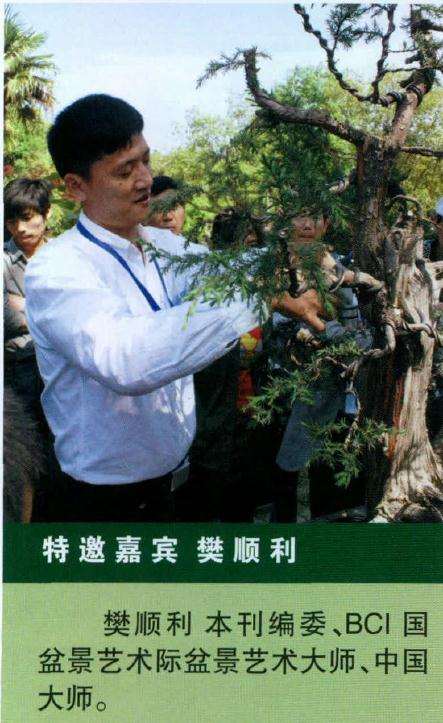 图解 BCI国际盆景大师 前后对比图