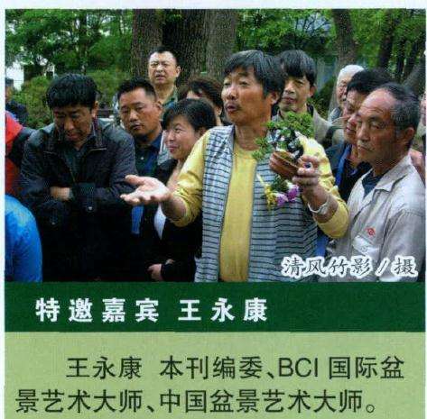 图解 BCI国际大师 盆景前后对比图