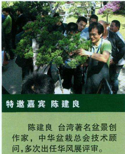 图解 BCI国际大师 盆景前后对比图