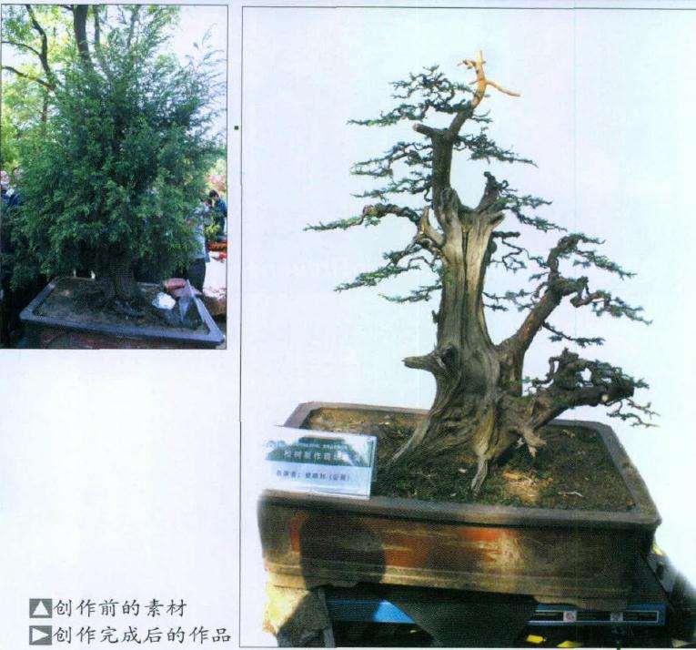 图解 BCI国际盆景大师 前后对比图