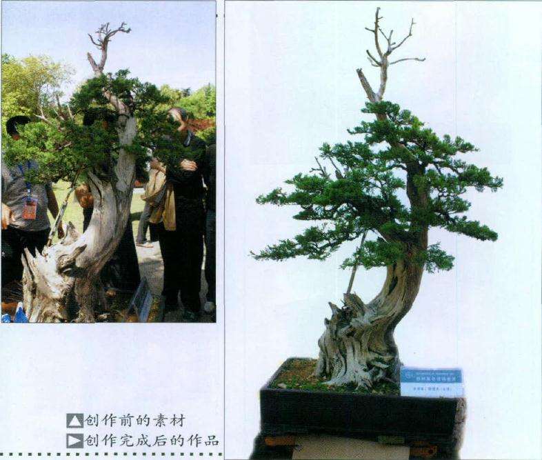 图解 BCI国际大师 盆景前后对比图