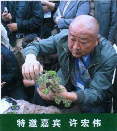 许宏伟盆景乐园论坛分区版主