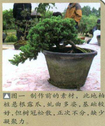 此地柏桩悬根露爪