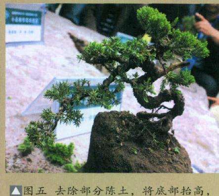 将盆景底部抬高