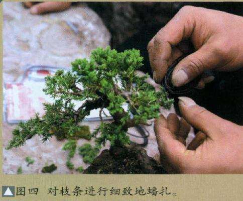 盆景细致地蟠扎