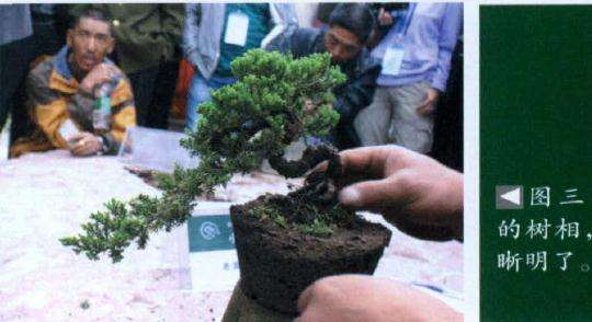 初步整理后的盆景树相
