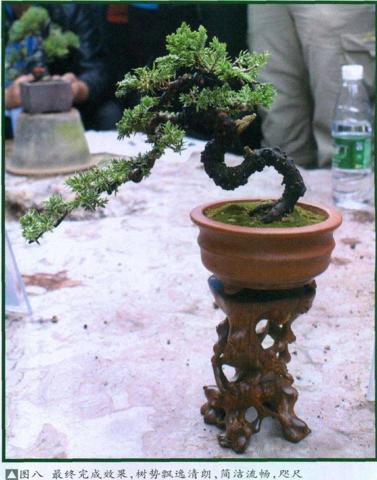 盆景最终完成效果