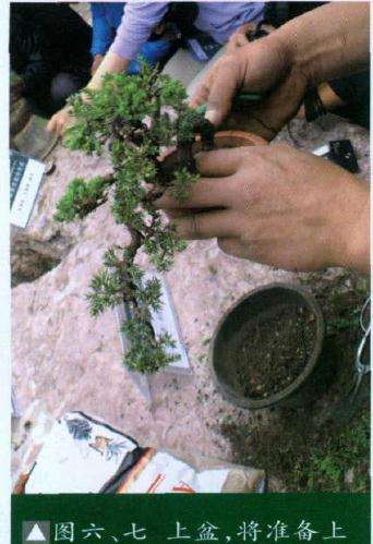 不使盆景根部松动