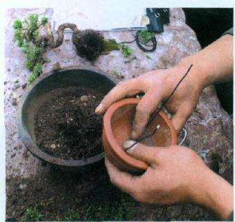 以使将盆景树根固定位笠