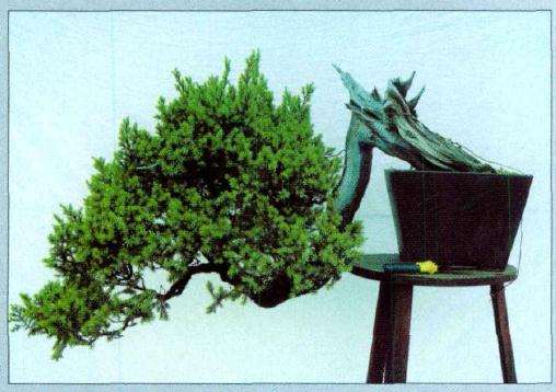 制作前的盆景刺柏