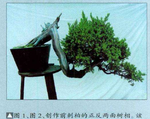 制作前的盆景刺柏