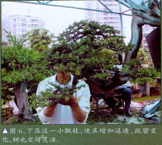 下压盆景小飘枝