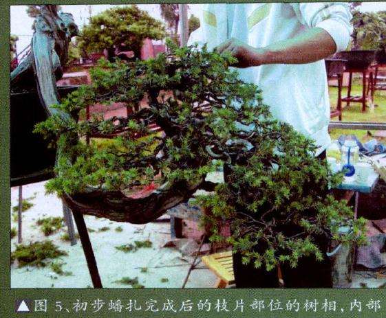 盆景初步蟠扎完成后