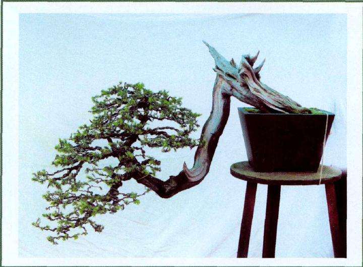盆景树势变得灵活