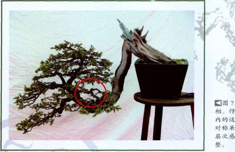 图解 悬崖型刺柏盆景怎么再创作的方法