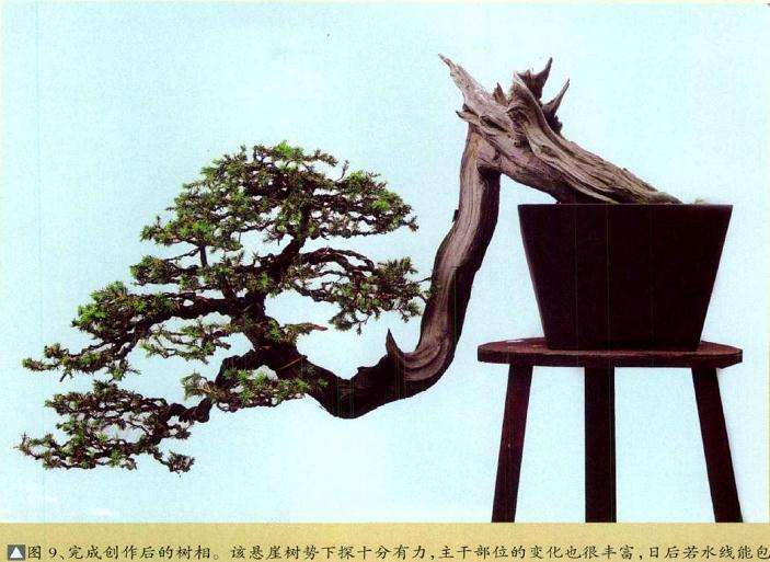 完成创作后的盆景树相