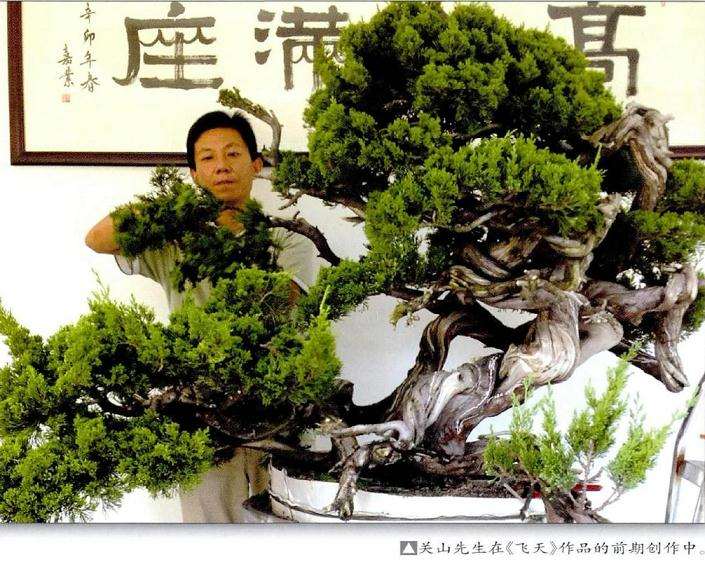 关山真柏盆景的新作